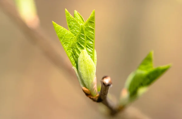 Hojas jóvenes de primavera, brotes verdes frescos, primer plano — Foto de Stock