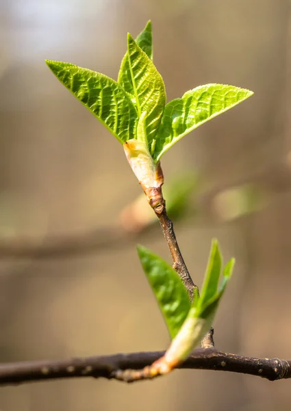 Hojas jóvenes de primavera, brotes verdes frescos, primer plano — Foto de Stock