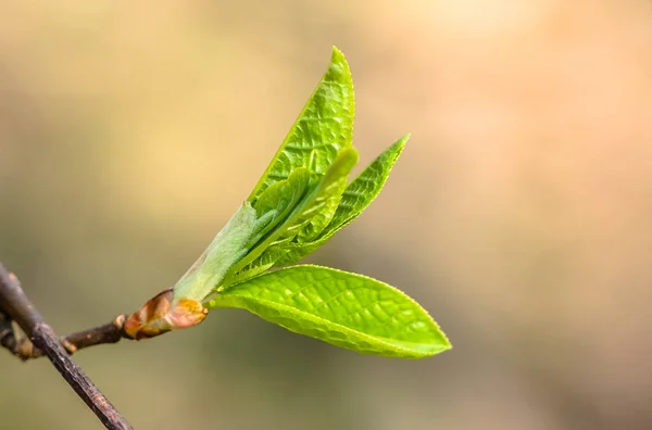 Hojas jóvenes de primavera, brotes verdes frescos, primer plano — Foto de Stock