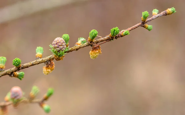 Alerce y cono de aguja de coníferas jóvenes de primavera macro, rama de árbol de coníferas frescas, fondo bokeh — Foto de Stock