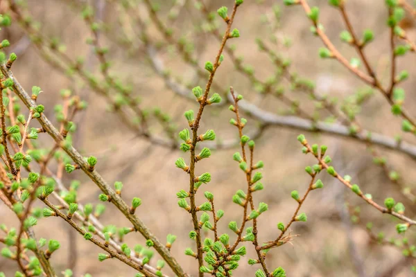 Joven aguja de coníferas de primavera macro alerce, rama de árbol de coníferas frescas, fondo bokeh — Foto de Stock