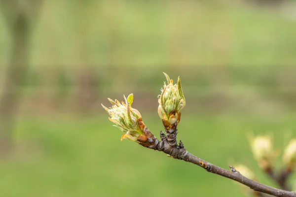 Brotes de hojas frescas de primavera, macro sobre fondo bokeh — Foto de Stock