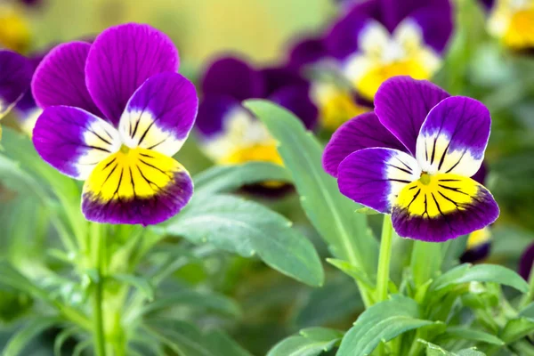 Beautiful flowers macro pansies — Stock Photo, Image