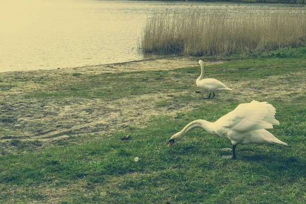 Hermosos cisnes blancos comiendo hierba — Foto de Stock