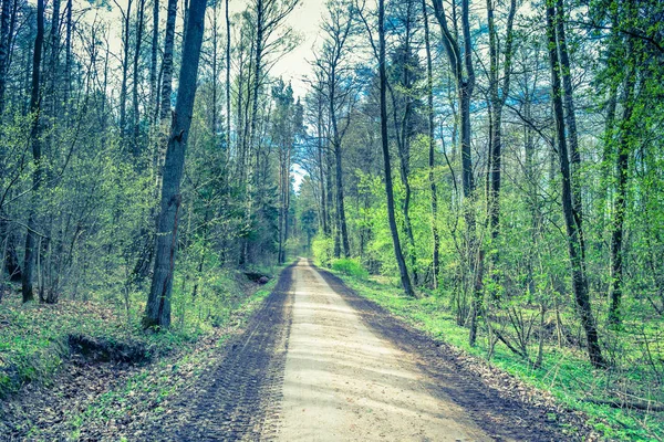 Vidéki táj-út a tavaszi erdő, friss zöld fák, c — Stock Fotó