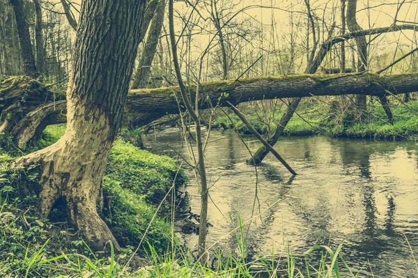 Vintage foto de árbol roído por castor sobre el río en el para —  Fotos de Stock