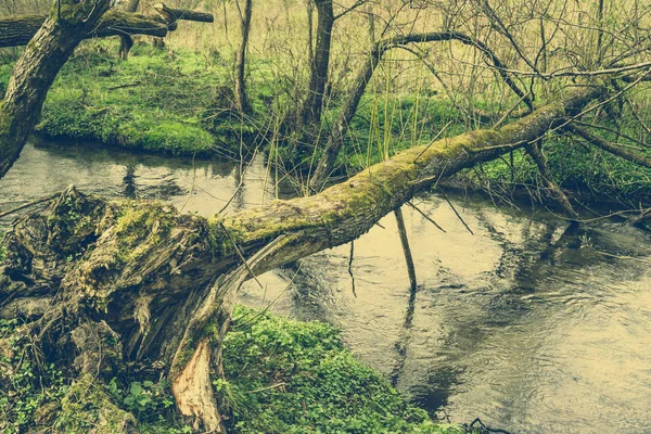 Foto vintage del árbol caído sobre el río —  Fotos de Stock