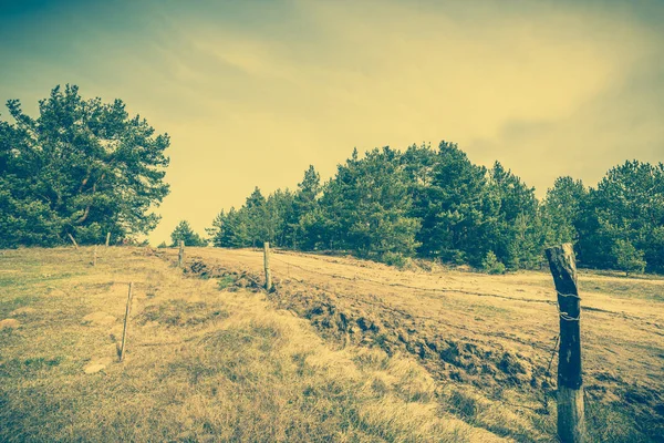 Bosque de pinos en el campo, paisaje — Foto de Stock