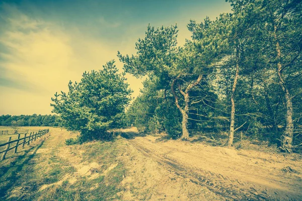 Сільський дорожній пейзаж на весні та сосновому лісі, старовинні фото — стокове фото