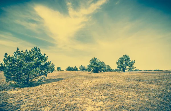 Сільський фермерський ландшафт сільського поля, соснове дерево і пасовище з сухою травою навесні, старовинне фото — стокове фото