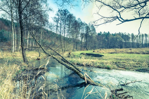 Весняний краєвид з річкою в лісі, затоплені дерева, мальовнича природа сцени, хрест процес — стокове фото