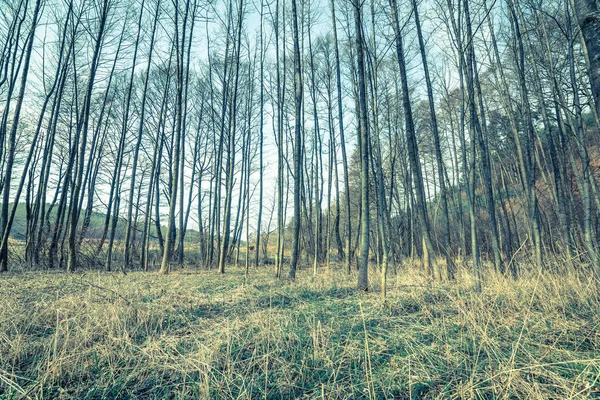 Paisagem de primavera com floresta jovem troncos de árvores em terreno pantanoso — Fotografia de Stock