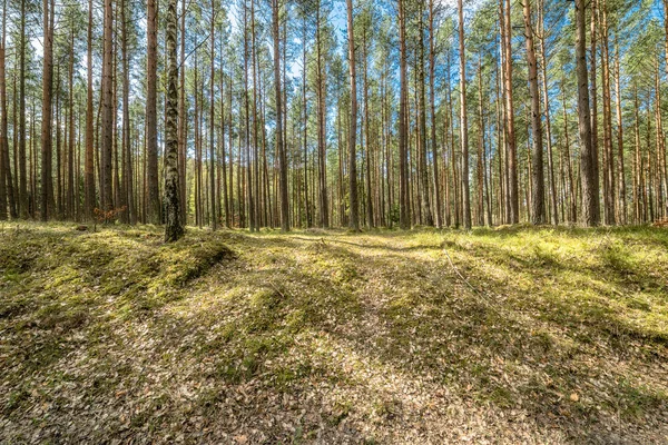 Gyönyörű táj, a fenyves erdő tavaszi napsütésben, Lengyelország — Stock Fotó