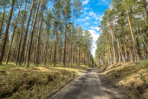 Strada attraverso la pineta in primavera, paesaggio, cielo blu, giornata di sole — Foto Stock