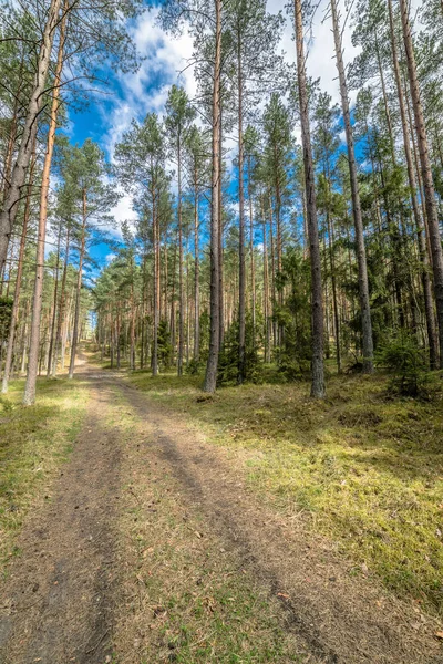 Bela paisagem com trilha através da floresta de pinheiros no dia ensolarado da primavera — Fotografia de Stock