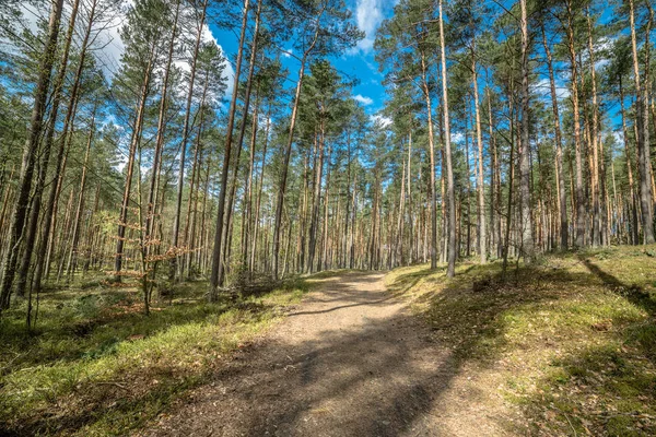 Bela paisagem com caminho através da floresta de pinheiros no dia ensolarado da primavera — Fotografia de Stock