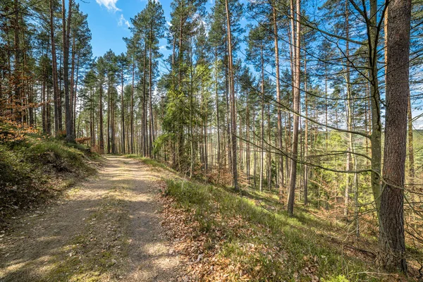 Caminho na paisagem de floresta de primavera, árvores coníferas, dia ensolarado — Fotografia de Stock