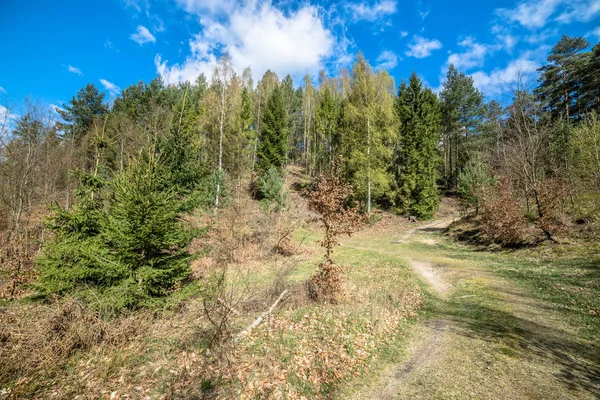 Paesaggio con sentiero nella foresta primaverile, alberi verdi freschi, giornata di sole — Foto Stock