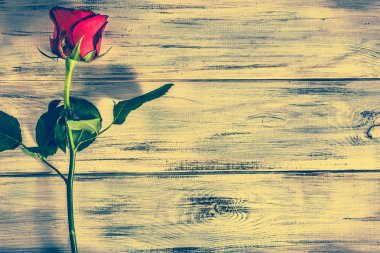 8 Mart - kadınlar günü kartı, davet düğün için kırmızı gül, eski püskü arka plan