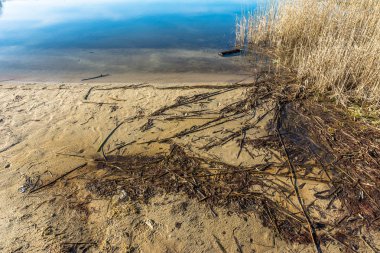 Güzel göl kıyısı ve göl kenarındaki sazlar.