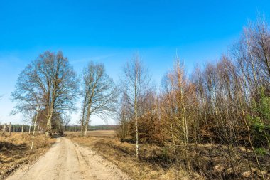 Toprak yol ve yol kenarında genç ormanı ile kırsal manzara.