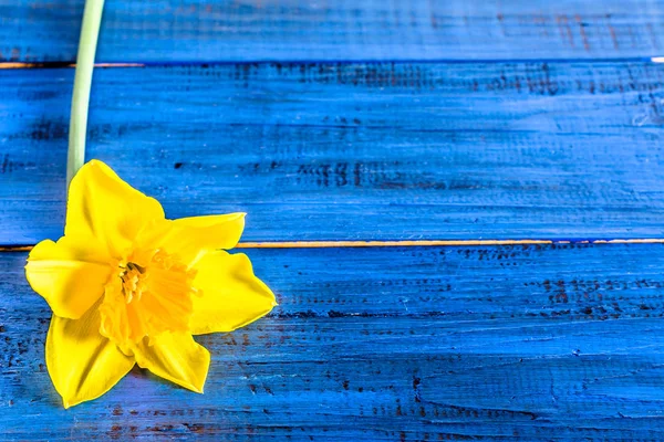 Narciso sobre fondo de madera con espacio para copiar, tarjeta de felicitación floral de Pascua — Foto de Stock