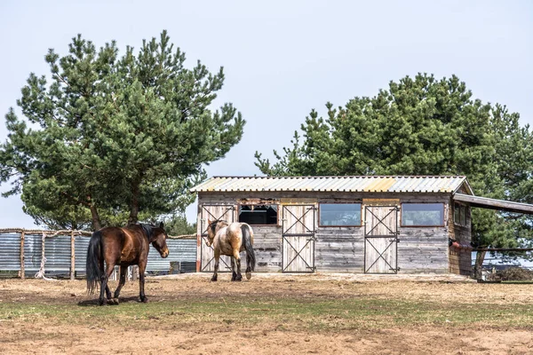 Beau paysage rural - chevaux sur le ranch, ancienne grange sur la ferme rurale — Photo