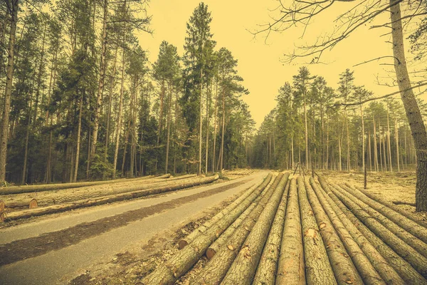 Στοίβα από ξύλα στο δάσος από το δρόμο, τοπίο — Φωτογραφία Αρχείου