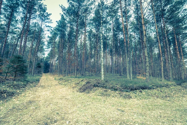 Őszi táj, erdő és road, vintage fotó — Stock Fotó