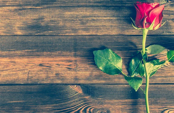 Червона троянда, сільський фон на 8 березня - листівка на день народження, запрошення на весілля — стокове фото