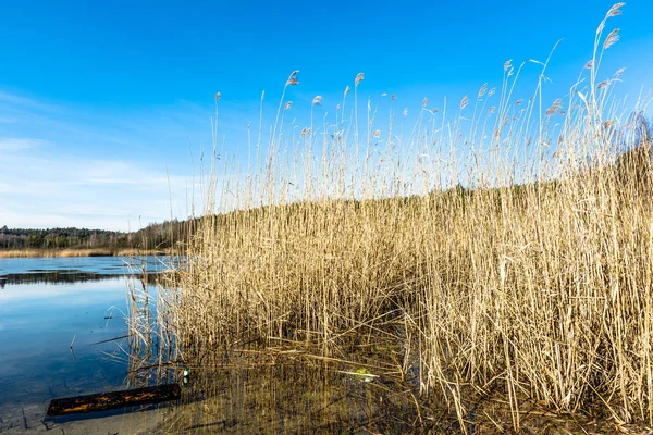 Landschap van lake met rieten. — Stockfoto