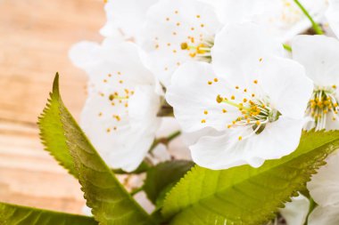 Ahşap arka plan, Beyaz yaprakları makro üzerinde bahar çiçeği