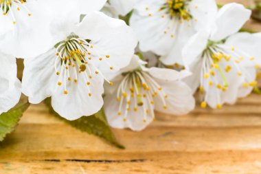Ahşap arka plan, Beyaz yaprakları makro üzerinde bahar çiçeği