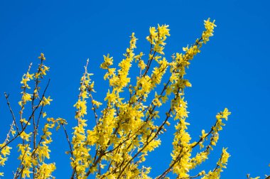 Mavi gökyüzü arka plan bahar hor çiçeği