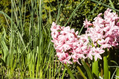 Bahar bahçesinde pembe sümbül