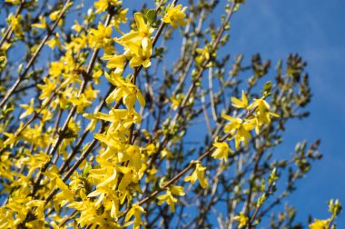 Mavi gökyüzü arka plan bahar hor çiçeği