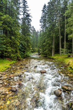 Dağ nehir, manzara. Orman iz Tatra Dağları'nda hiking çevresinde.