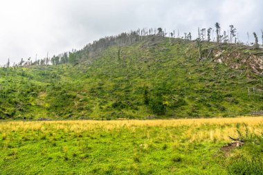 Yeşil dağ tepe orman doğal devlet, peyzaj, Koscieliska Valley, Polonya