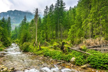 Herdem yeşil orman ve dağ çevrili Dağları'nda hızlı Nehri
