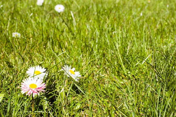 Prado de primavera com margaridas na grama — Fotografia de Stock