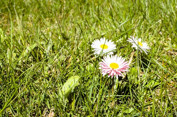 Grama verde com flores de margarida — Fotografia de Stock