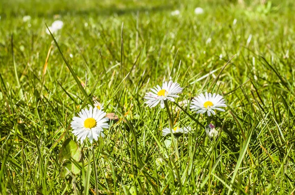 Prado com margaridas na grama verde — Fotografia de Stock