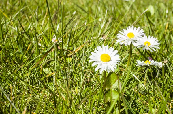 Grama verde com flores de margarida no prado da primavera — Fotografia de Stock