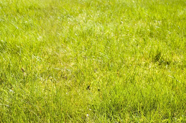 Fresco, grama primavera verde, fundo borrado — Fotografia de Stock