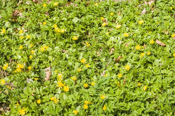 Gul vårblommor i skogen, ficaria verna — Stockfoto