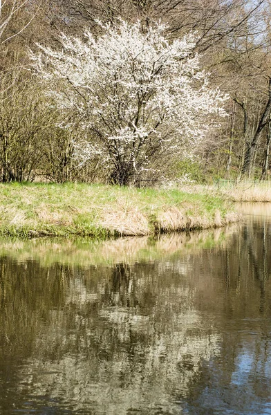 Árbol floreciente en el parque de primavera junto al río —  Fotos de Stock