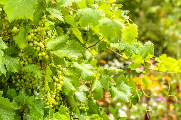 Ramos de uva verde sobre vid en viña, cosecha de vino blanco —  Fotos de Stock