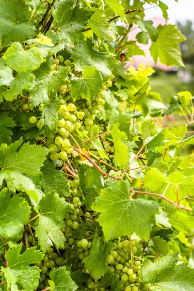 Pęczki zielonych winogron, Grapevine w winnicy, Zbierz z białych winogron jesienią — Zdjęcie stockowe