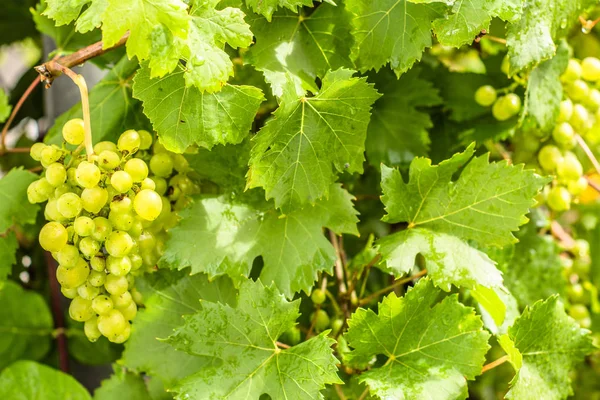 Ramos de uva verde sobre vid en viña, cosecha de vino blanco —  Fotos de Stock