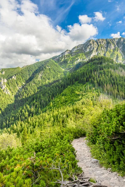 Vue du sentier de montagne pour la randonnée à travers la forêt de pins, paysage en été, montagnes Tatra, Pologne — Photo
